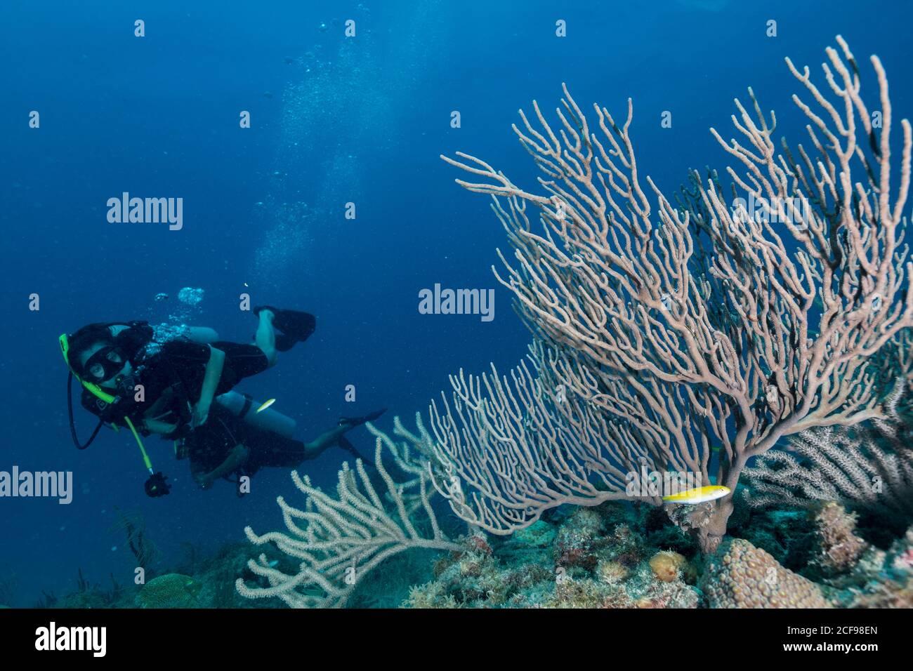 Plongée nageant dans les profondeurs de l'océan au milieu de la végétation aquatique Banque D'Images