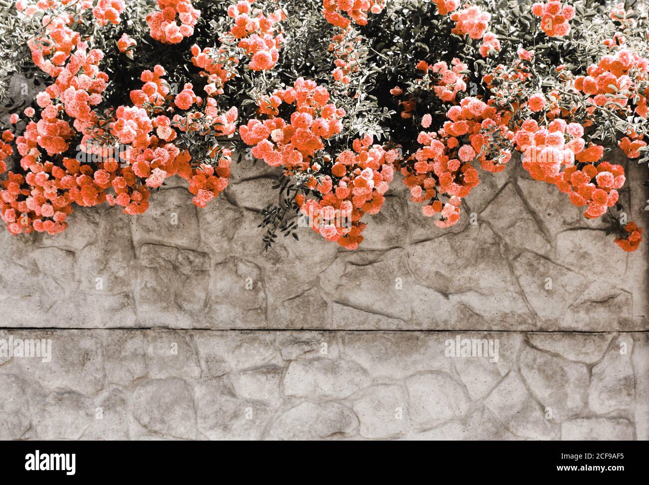 Fleurs de corail pastel, roses sur un mur gris en pierre, clôture Banque D'Images