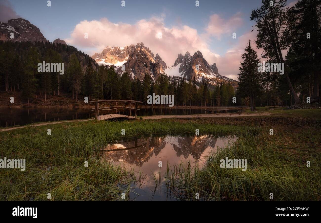 Une Foret Dense Banque D Image Et Photos Alamy
