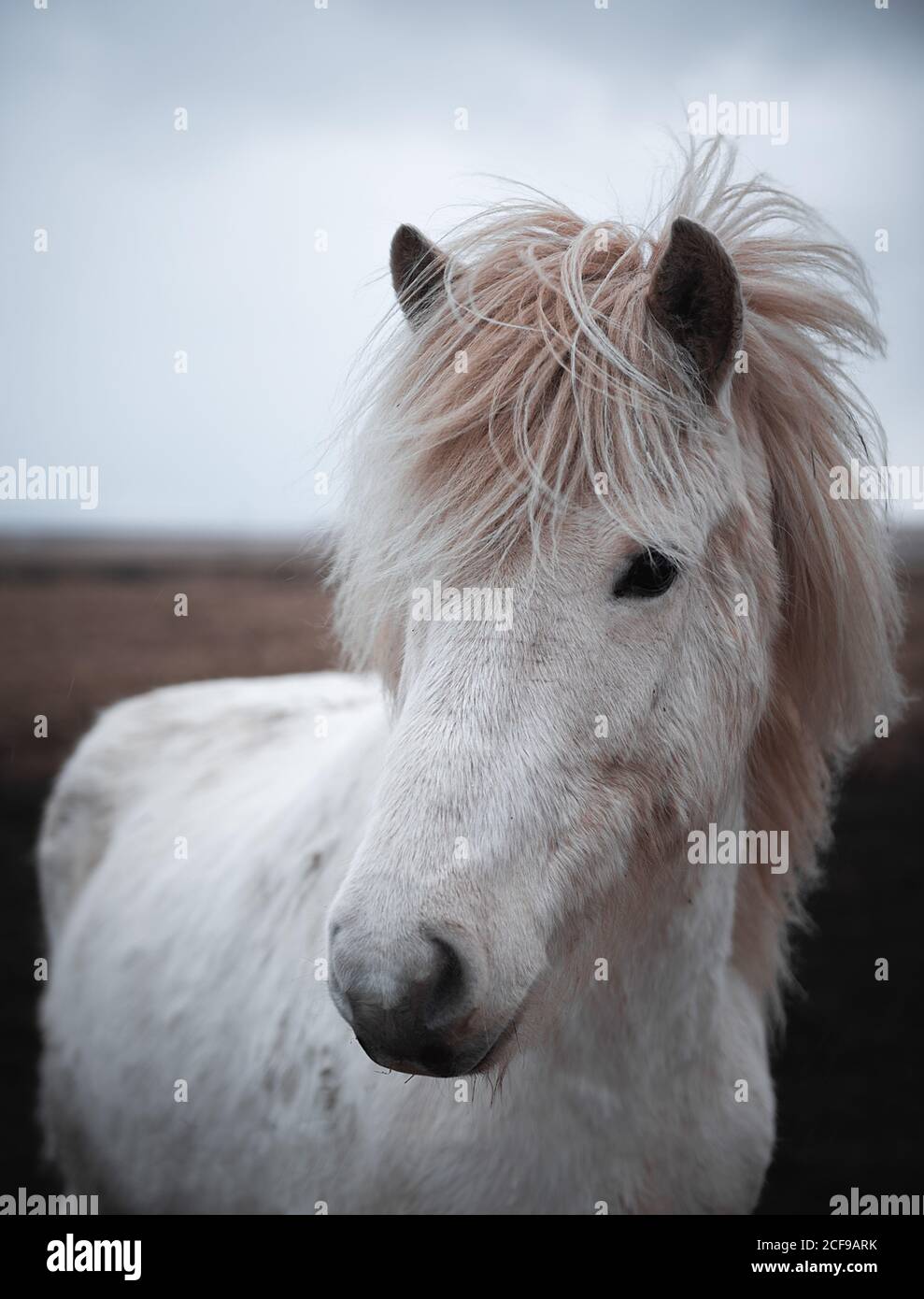 De beaux chevaux en plein air en Islande Banque D'Images