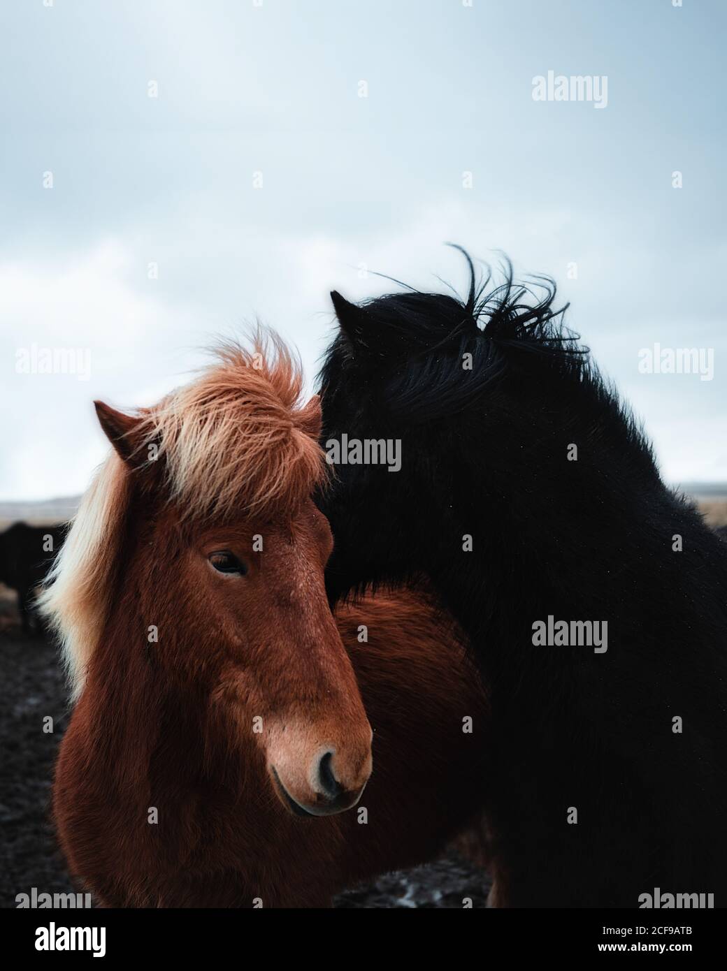 De beaux chevaux en plein air en Islande Banque D'Images