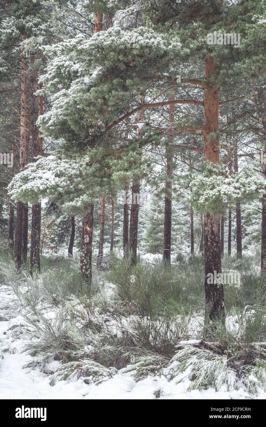 Forêt de pins couverte de neige et de glace dans une brume Paysage dans le nord de l'Espagne montagnes Banque D'Images