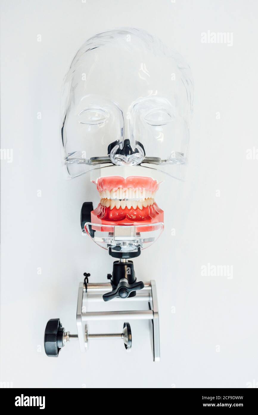 Tête humaine en plastique pour étudier l'anatomie dentaire Banque D'Images