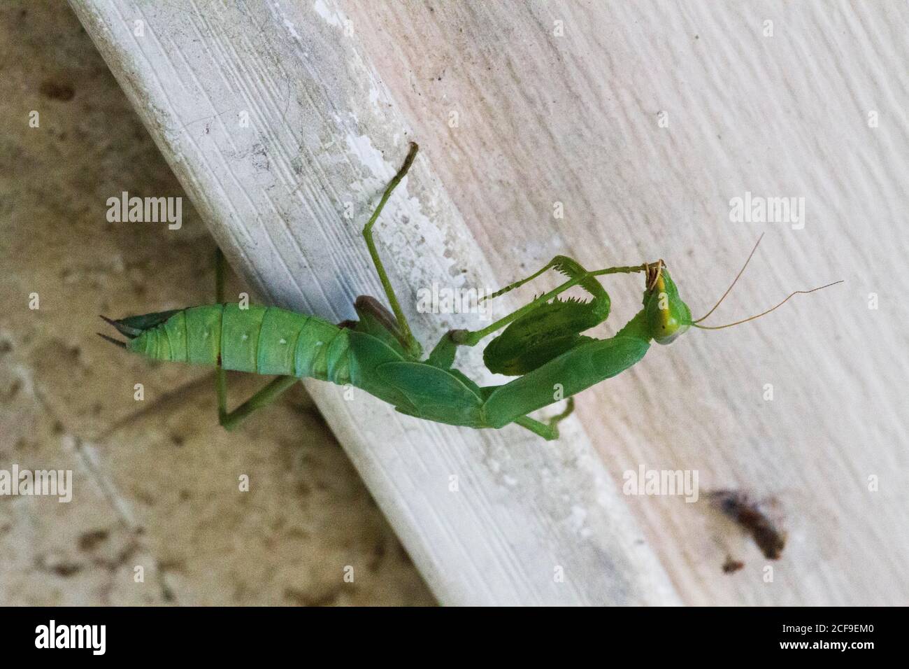 Mantis de prière. Mantis vert en branche. Mantis vert asiatique géant (Hiérodula membranacea) Banque D'Images