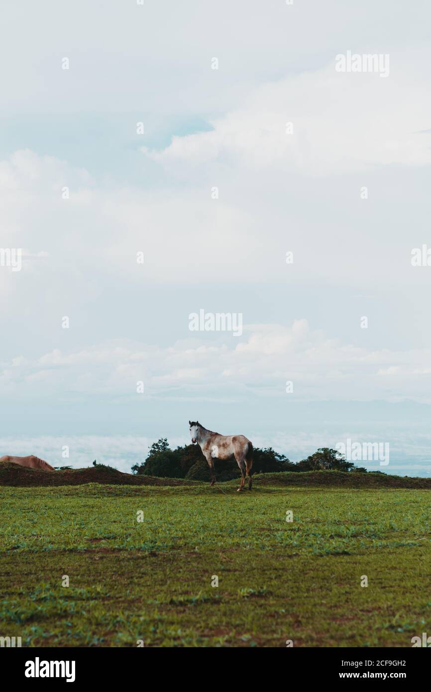 Cheval sur pelouse verte en campagne Banque D'Images