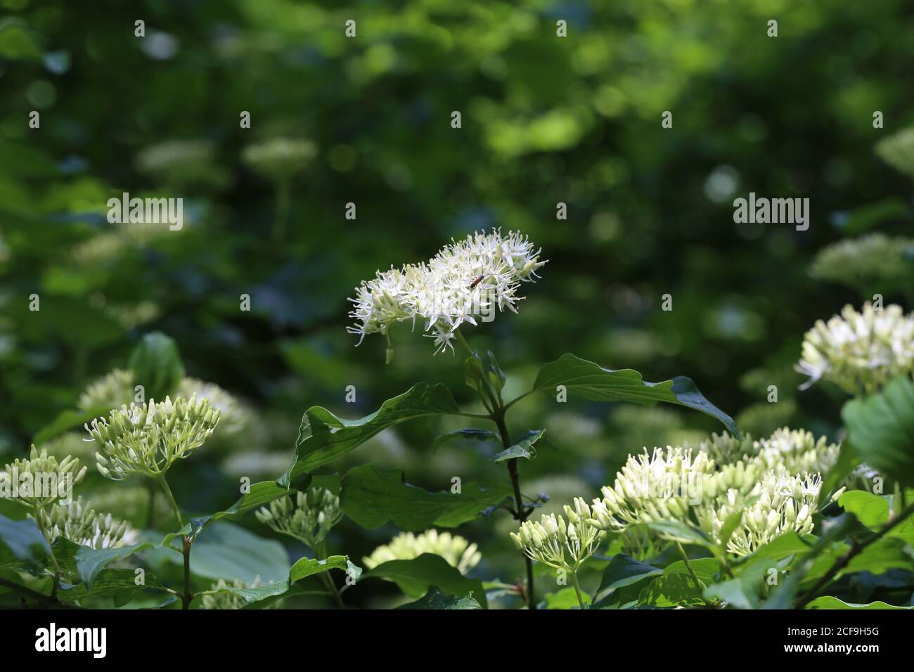 La controverse de Cornus en fleur dans l'arboretum. Banque D'Images