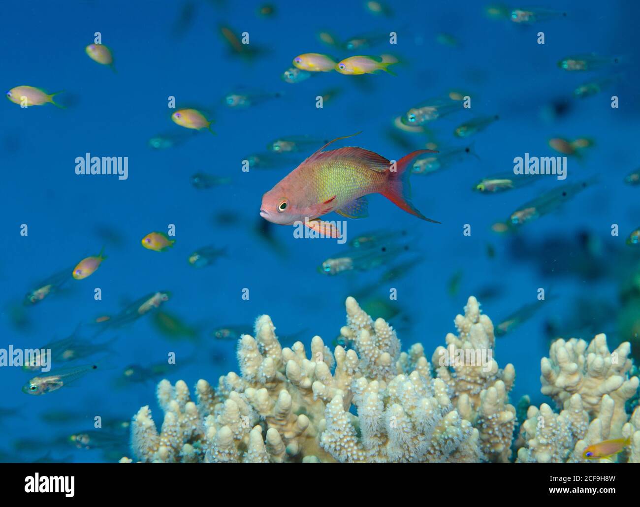 Mâle, anthias de LyRetail, Pseudanthias squamipinnis, sur corail de staghorn, Hamata, Mer Rouge, Egypte Banque D'Images