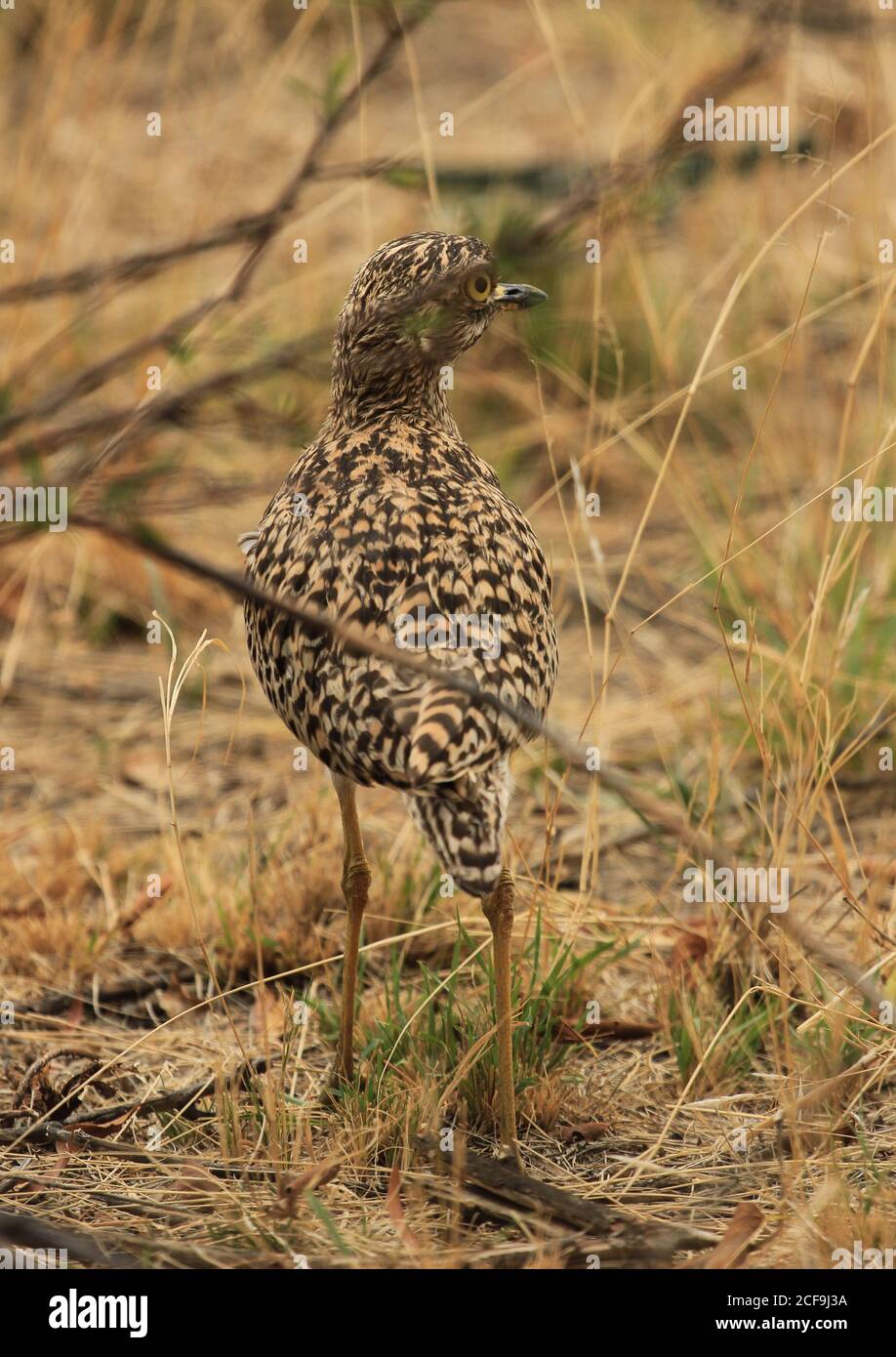 Burhinus capensis, le genou épais du cap (également connu sous le nom de Dikkop tacheté) Banque D'Images