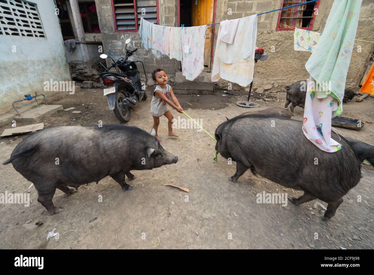 Dili, Timor oriental - 16 AOÛT 2018 : un petit gamin observe les cochons manger depuis le sol à côté d'une maison misérable en ville Banque D'Images