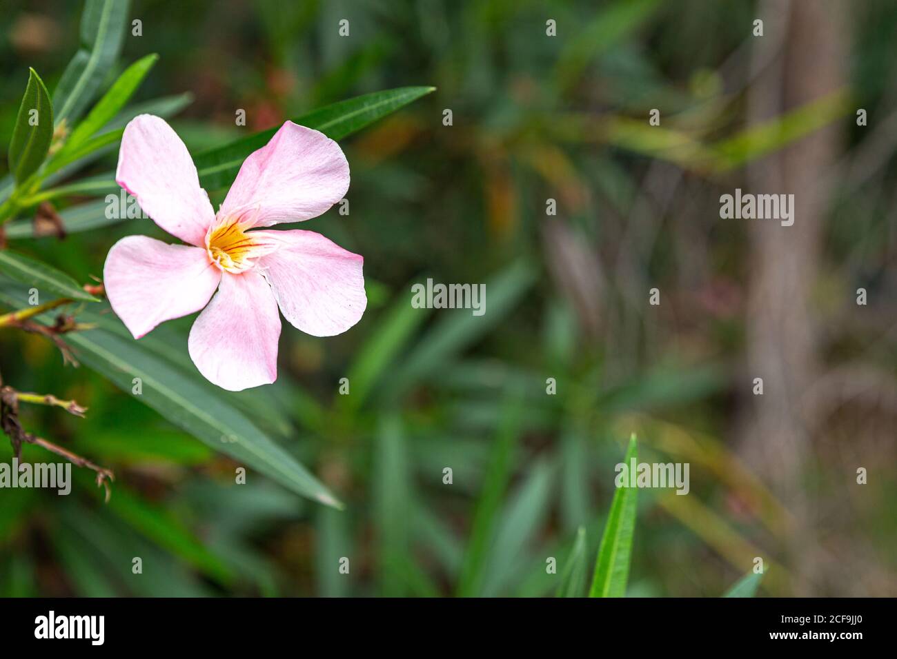 La splendide fleur rose de l'oléander Banque D'Images
