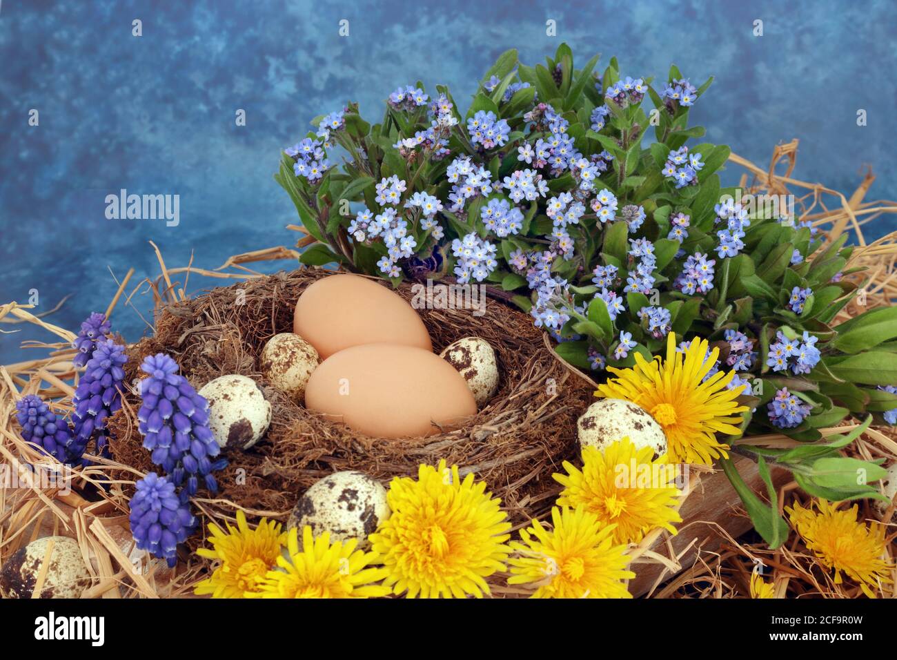 Composition abstraite de la saison printanière avec œufs de caille et de bruns dans un nid naturel avec des nœuds Forget me, des jacinthes de raisin et des fleurs de pissenlit. Sur bleu marbré b Banque D'Images