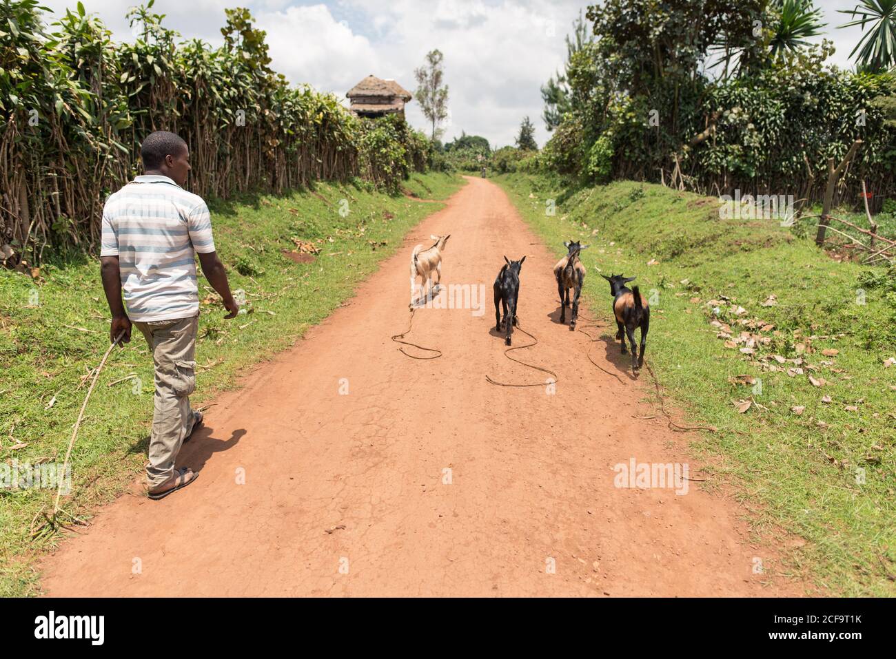 Ouganda - novembre 26 2016: Homme africain avec marche sur route de chemin de terre herding chèvres dans la campagne Banque D'Images