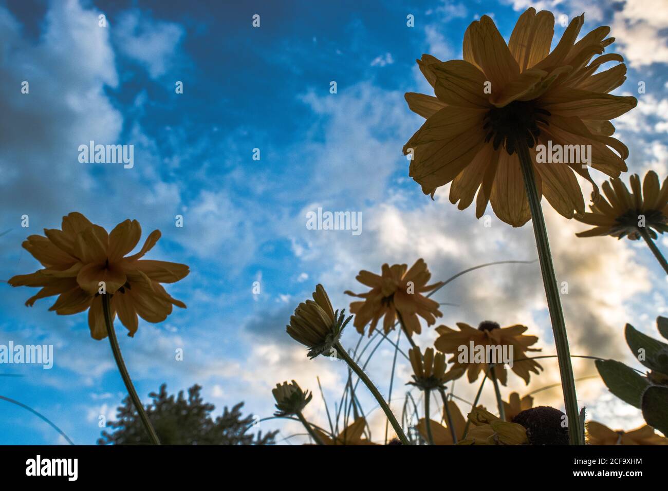 vue sur les fleurs jaunes dans un ciel bleu Banque D'Images