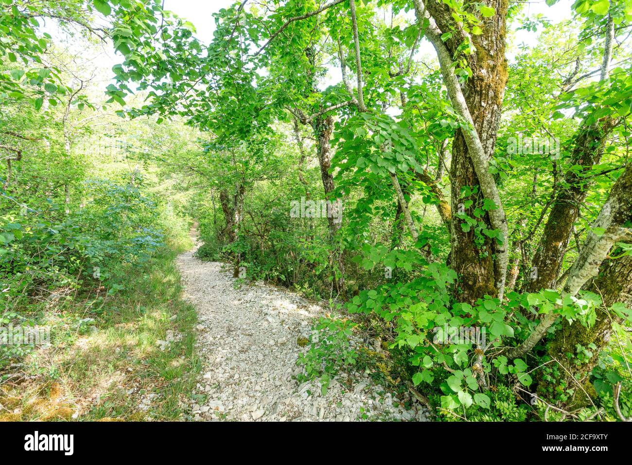 France, Côte d’Or, Réserve naturelle régionale de Val Suzon, Messigny et Vantoux, Foret Domaniale de Val Suzon, sentier de randonnée // France, Côte d’Or (21), réf Banque D'Images France, Côte d’Or, Réserve naturelle régionale de Val Suzon, Messigny et Vantoux, Foret Domaniale de Val Suzon, sentier de randonnée // France, Côte d’Or (21), réf Banque D'Images