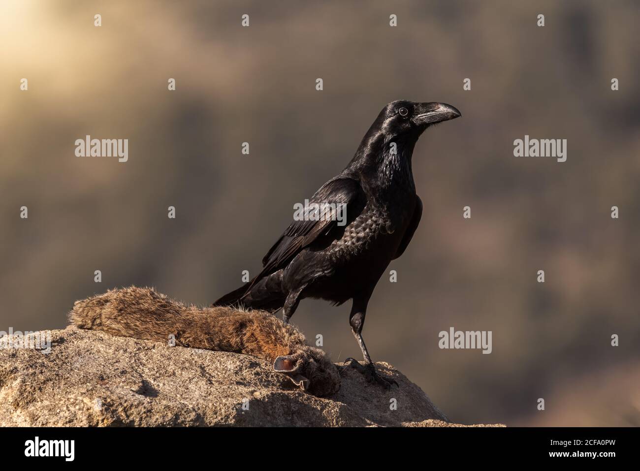 Noir sauvage corbeau assis sur la pierre dans le champ ensoleillé jour Banque D'Images