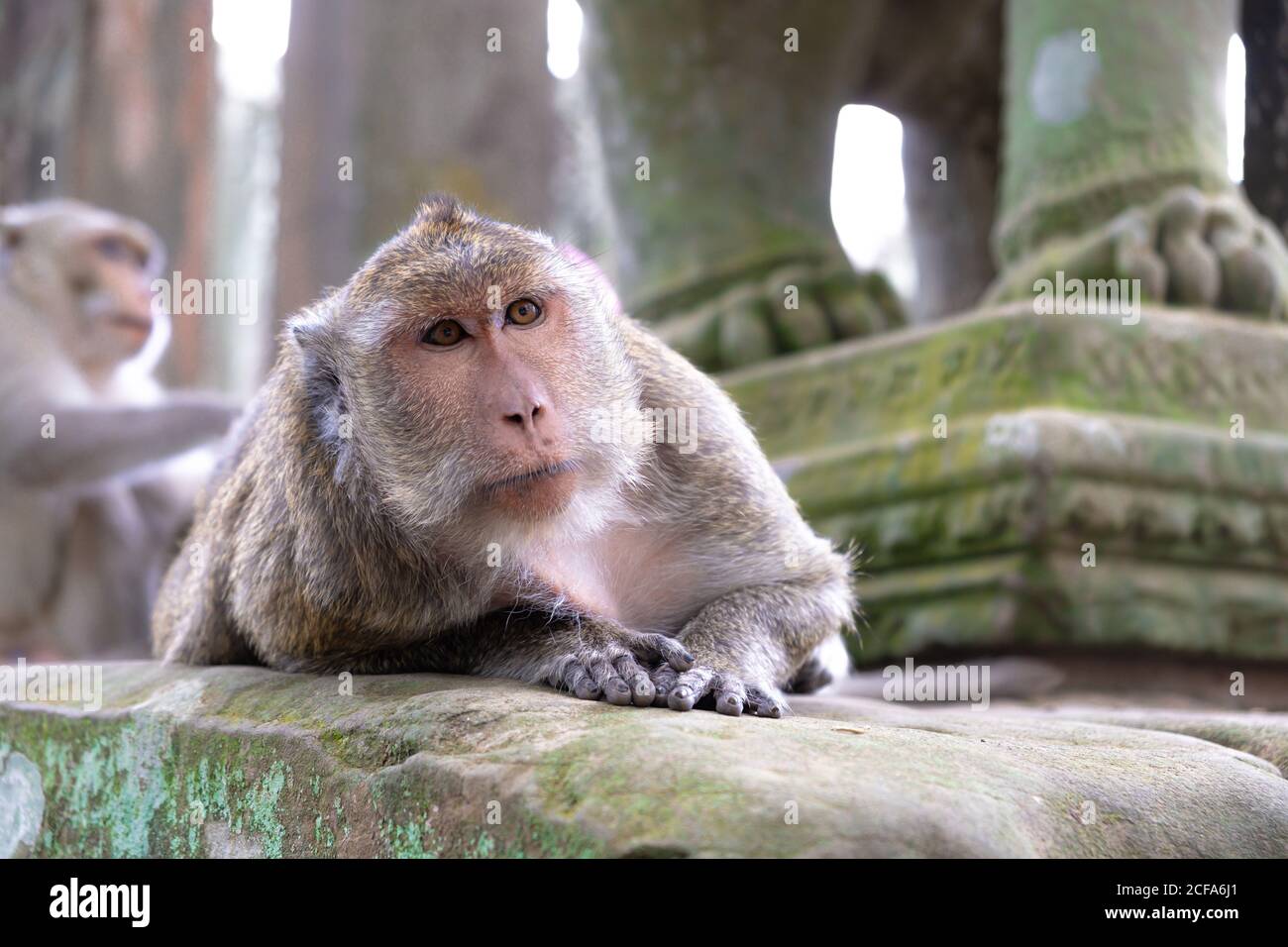 Adorable singe gris concentré couché sur pierre dans un temple religieux D'Angkor Wat au Cambodge Banque D'Images