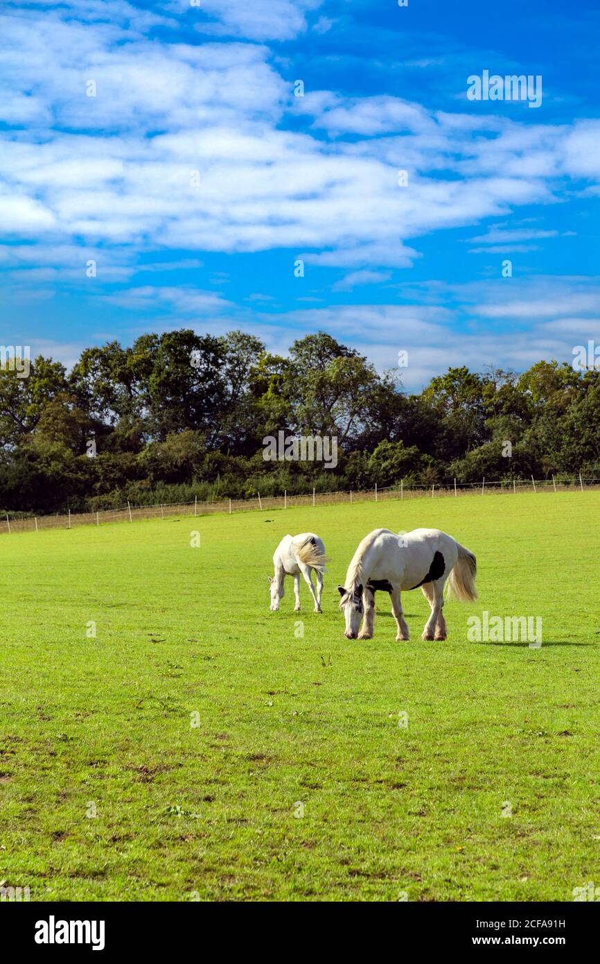 Des chevaux se nourrissant sur un terrain d'herbe à Baldock et Letchworth le long de la route à vélo C12, Hertfordshire, Royaume-Uni Banque D'Images