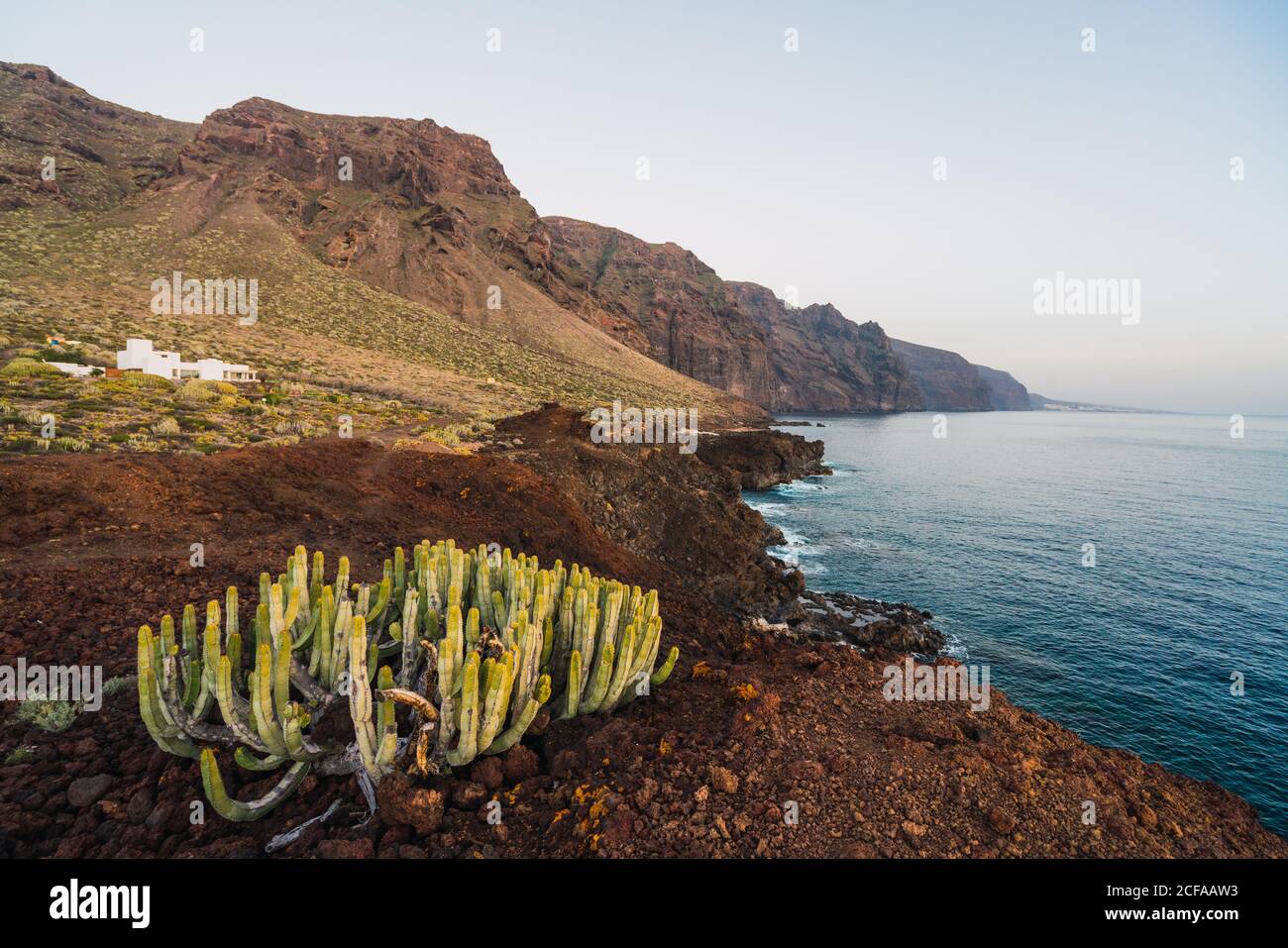 Gros plan cactus sauvages en fleurs poussant près de la mer à Ténérife, îles Canaries, Espagne Banque D'Images