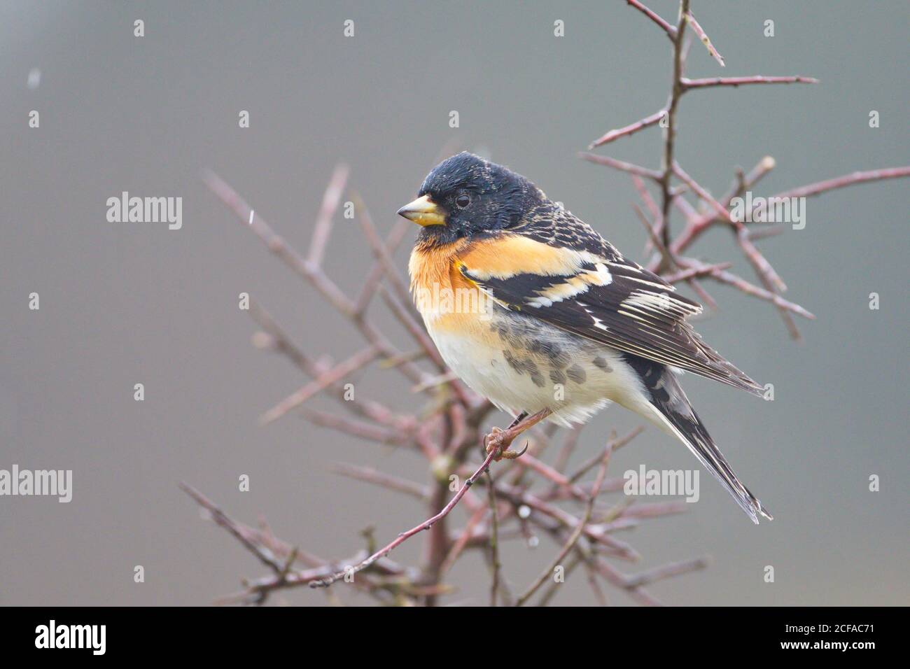 Larrabetzu, Bizkaia/Espagne; mars 09, 2020. Rainny jour sur le terrain. Un Brambling (Fringilla montifringilla) dans un buisson argouste (Prunus spinosa) en victoire Banque D'Images
