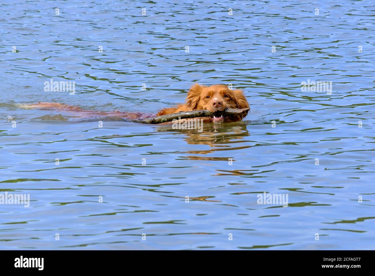 Chien Golden Retriever nageant dans l'eau avec un bâton dans sa bouche. Plage pour chiens, Ruislip Lido, Hillingdon, nord-ouest de Londres. Banque D'Images
