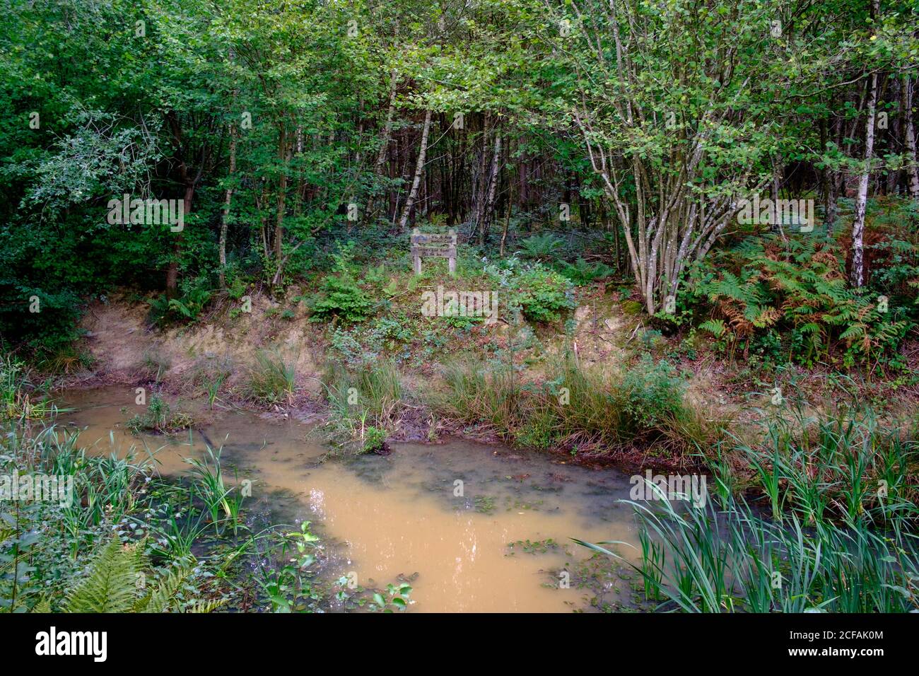 Les Londons abandonnés sur le canal de Wey et d'Arun ont perdu la route vers le mer près d'Alfold Surrey Banque D'Images