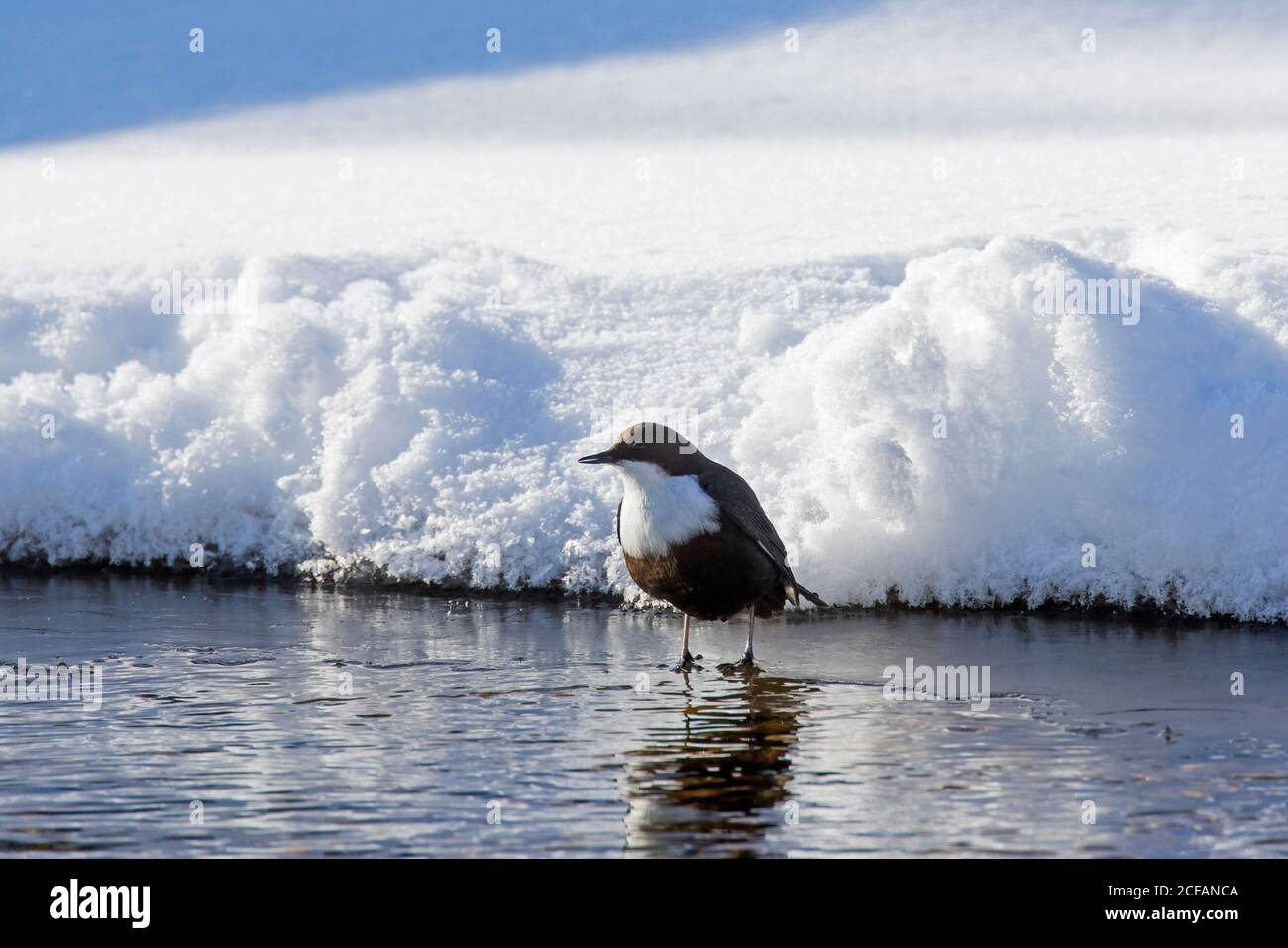 Balancier à gorge blanche / balancier européen (includes includes) se tenir sur la glace d'un ruisseau partiellement gelé le long de la neige couverte rive de la rivière en hiver Banque D'Images