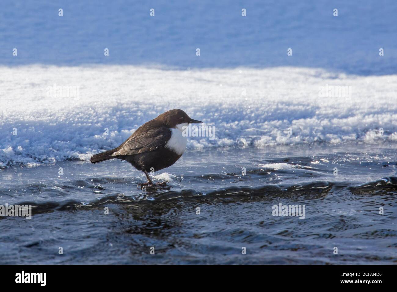 Balancier à gorge blanche / balancier européen (includes includes) se tenir sur la glace d'un ruisseau partiellement gelé le long de la neige couverte rive de la rivière en hiver Banque D'Images
