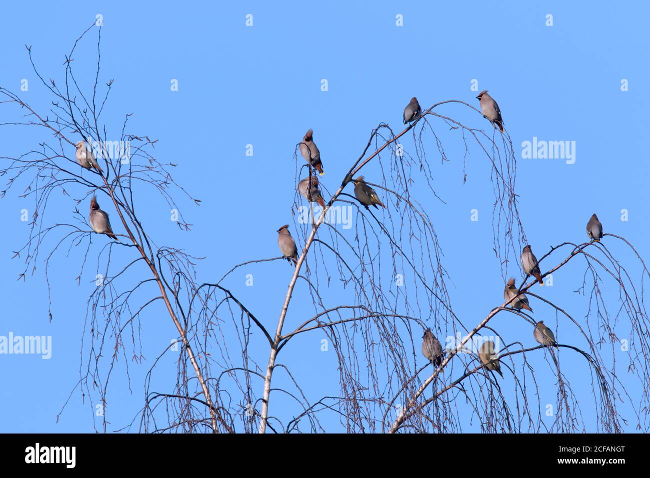 Migration des ailes de Bohème (Bombycilla garrulus) waxwing flock perché dans un arbre en hiver contre le ciel bleu Banque D'Images