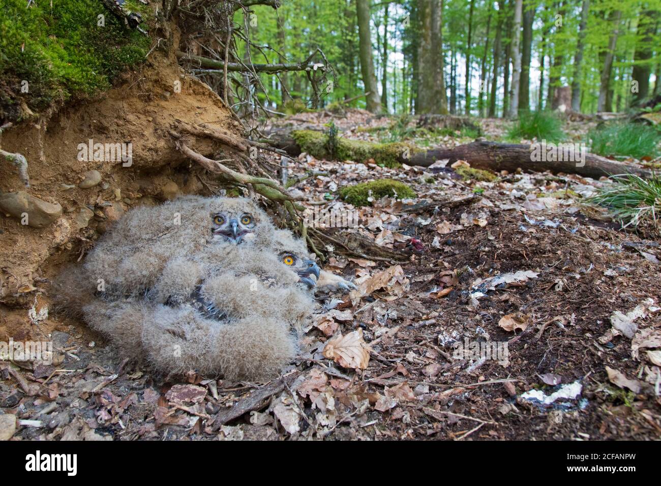 Hibou de l'aigle eurasien / hibou de l'aigle européen (Bubo bubo) deux poussins nichent sur le sol à la base de arbre déraciné en forêt au printemps Banque D'Images