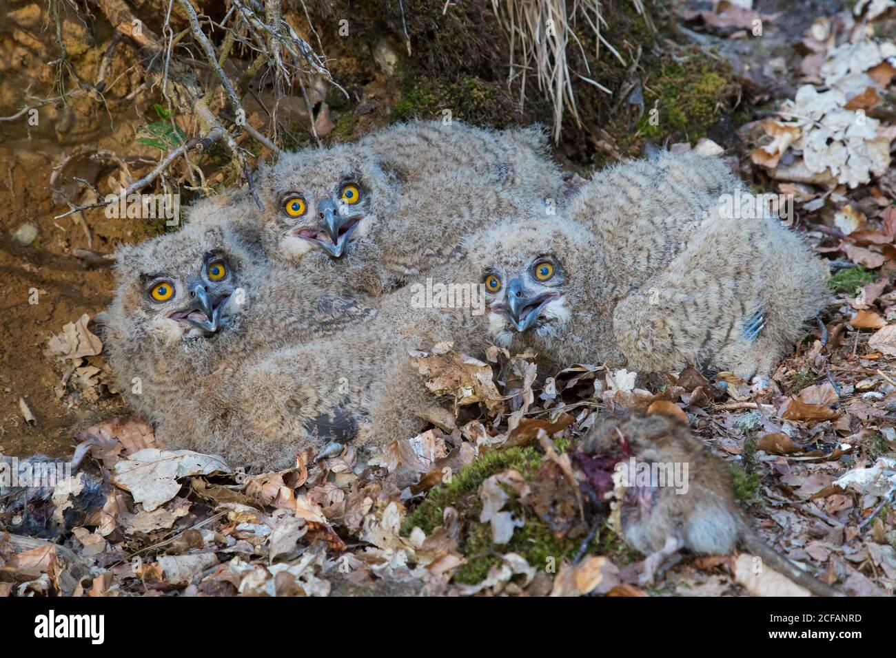 Hibou de l'aigle eurasien / hibou de l'aigle européen (Bubo bubo) trois poussins avec le rat mort en nid sur le sol à la base de l'arbre déraciné dans la forêt au printemps Banque D'Images