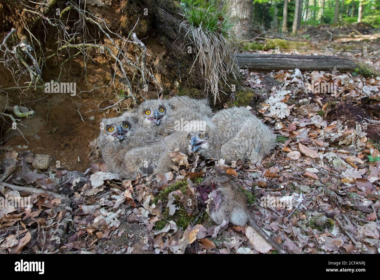 Hibou de l'aigle eurasien / hibou de l'aigle européen (Bubo bubo) trois poussins avec le rat mort en nid sur le sol à la base de l'arbre déraciné dans la forêt au printemps Banque D'Images