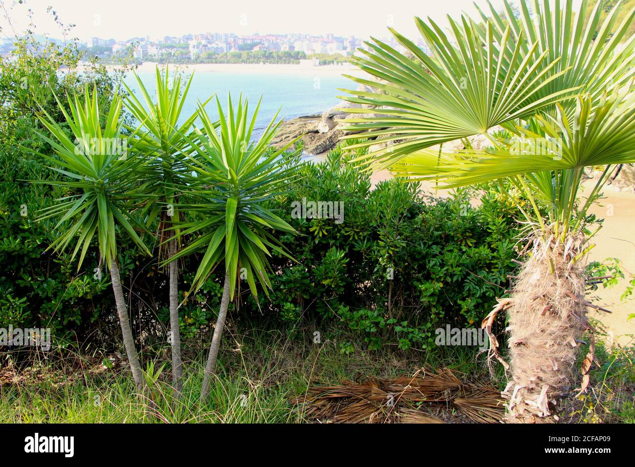 Chamaerops humilis European Fan Palm et Yucca Gloriosa avec la plage de Sardinero à la distance Santander Cantabria Espagne Banque D'Images