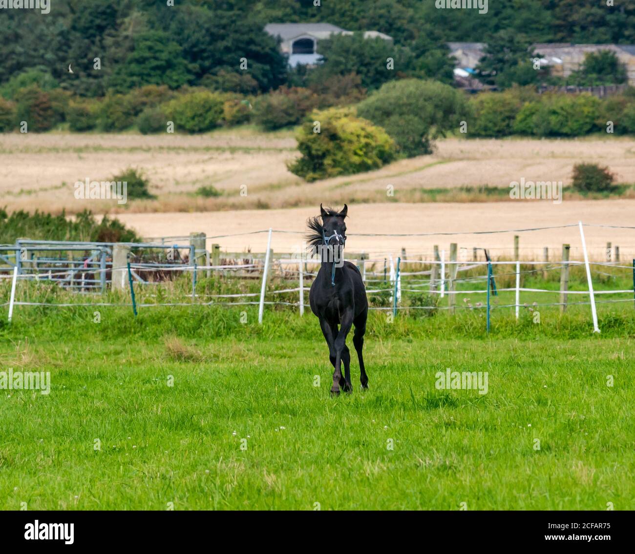 Un poulain qui s'exécute dans un enclos, East Lothian, Écosse, Royaume-Uni Banque D'Images
