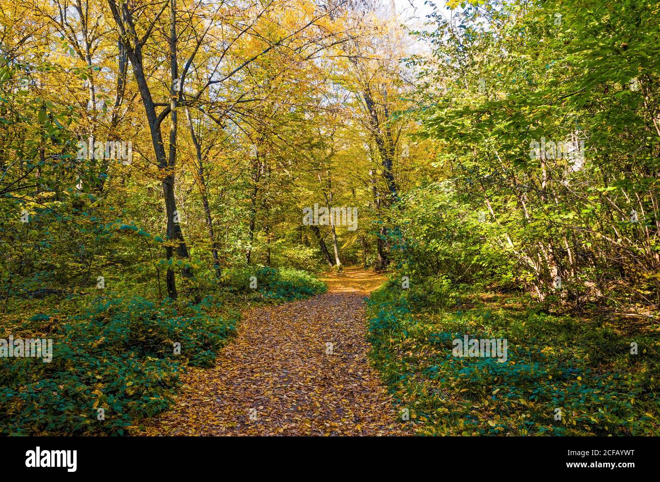 Forêt d'automne par jour ensoleillé. Automne dans le parc Banque D'Images