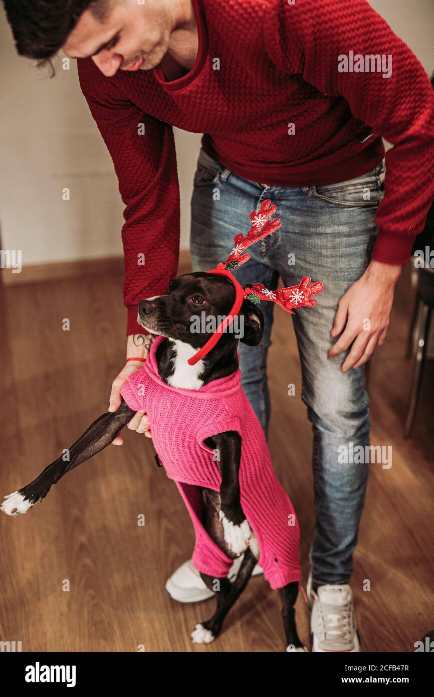 Jeune homme en rouge pull et jeans jouant avec drôle Chien portant un costume rose et des cornes de renne de Noël à la maison Banque D'Images