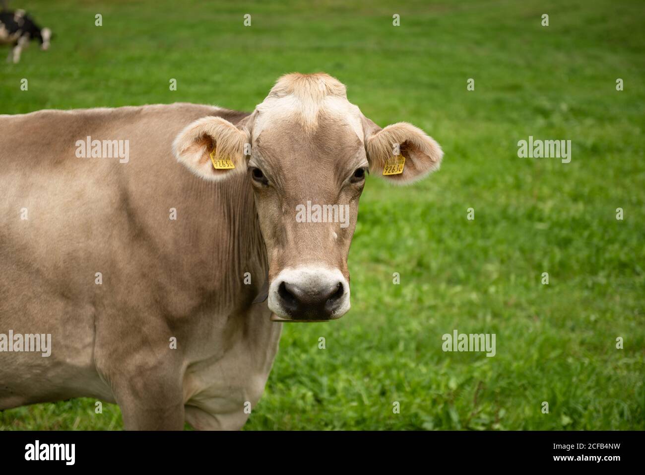 Vaches suisses dans la région de Gruyère, Suisse Banque D'Images