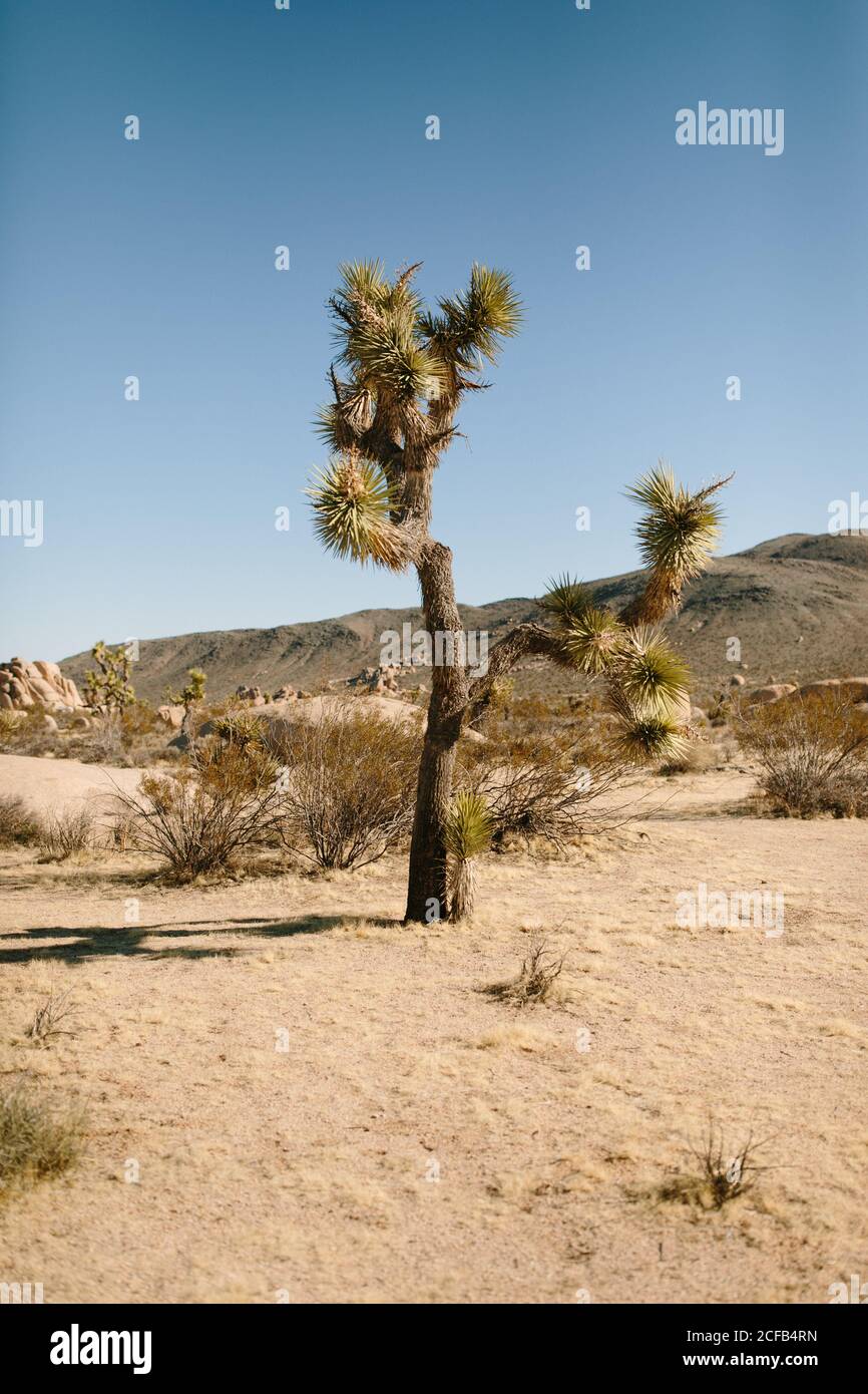 Vue sur le terrain sablonneux du désert avec des cactus d'herbe sèche et pierres rugueuses sous le ciel bleu clair étonnant dans la lumière du soleil dedans Californie Banque D'Images