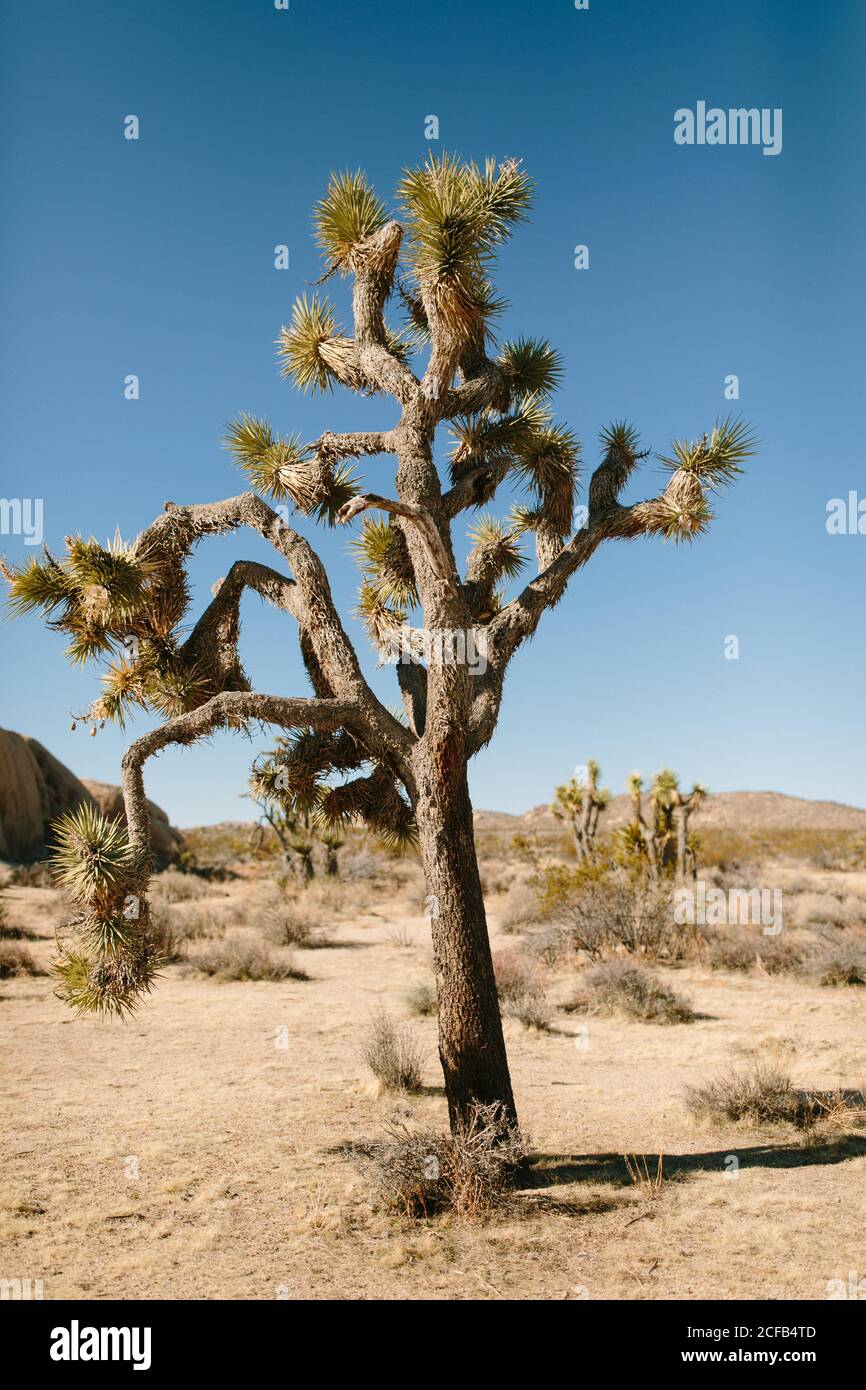 Vue sur le terrain sablonneux du désert avec des cactus d'herbe sèche et pierres rugueuses sous le ciel bleu clair étonnant dans la lumière du soleil dedans Californie Banque D'Images