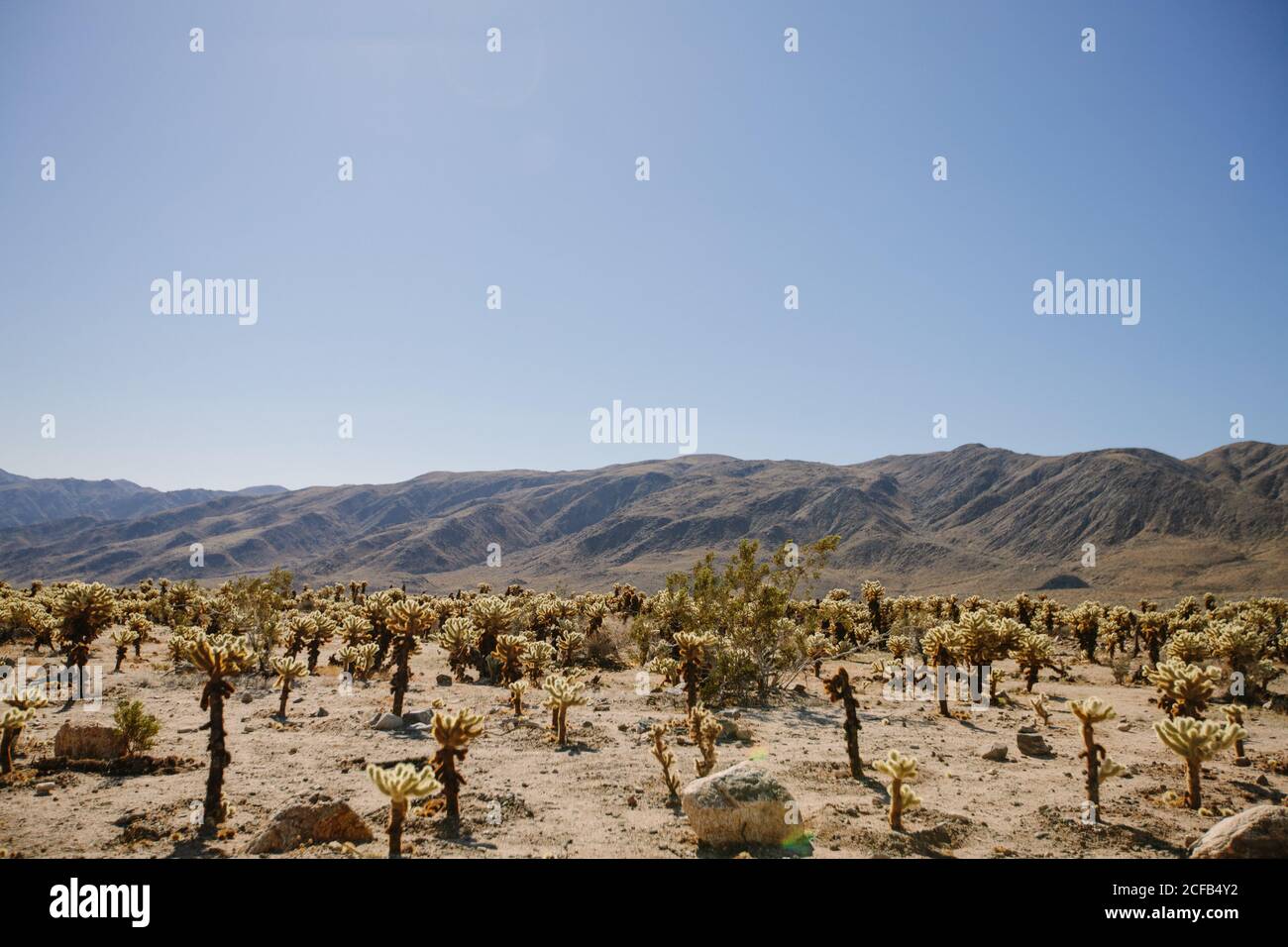 Vue sur le terrain sablonneux du désert avec des cactus d'herbe sèche et pierres rugueuses sous le ciel bleu clair étonnant dans la lumière du soleil dedans Californie Banque D'Images