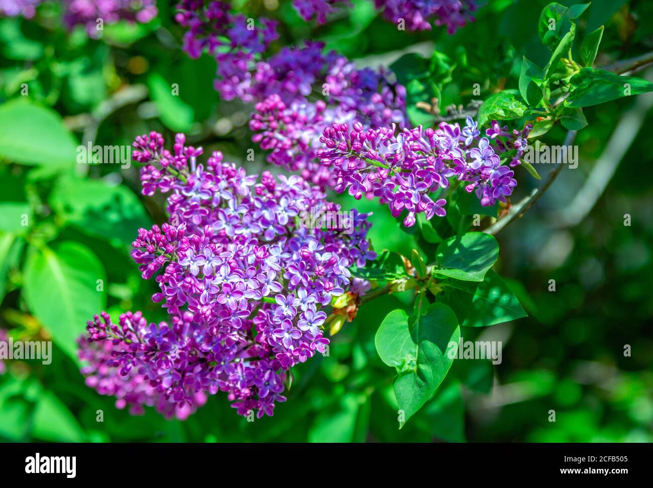 De belles branches de Bush lilas fleuries avec des fleurs violettes et des feuilles vertes. Nature printanière. Banque D'Images