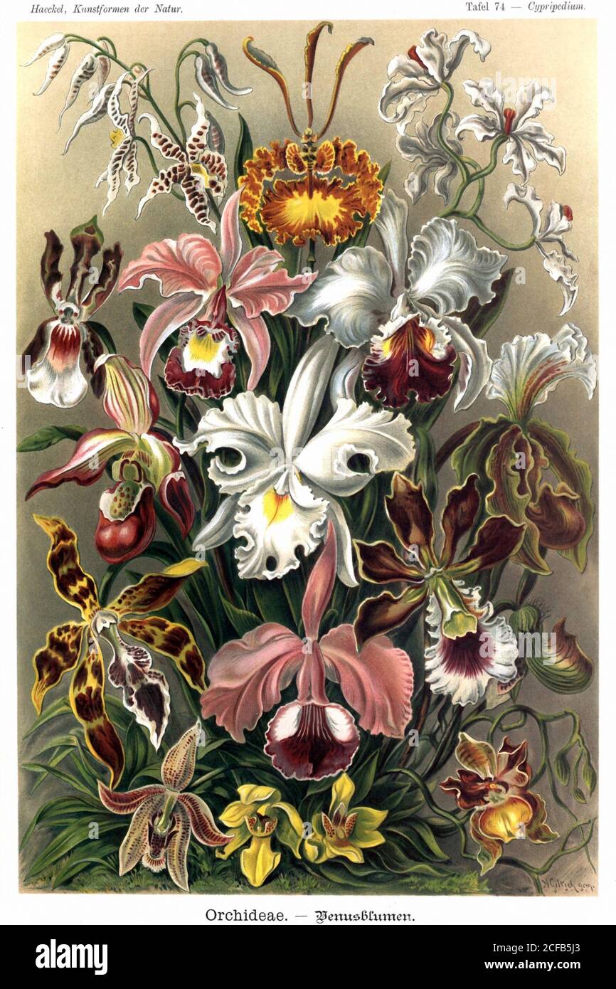 Orchidées Banque D'Images
