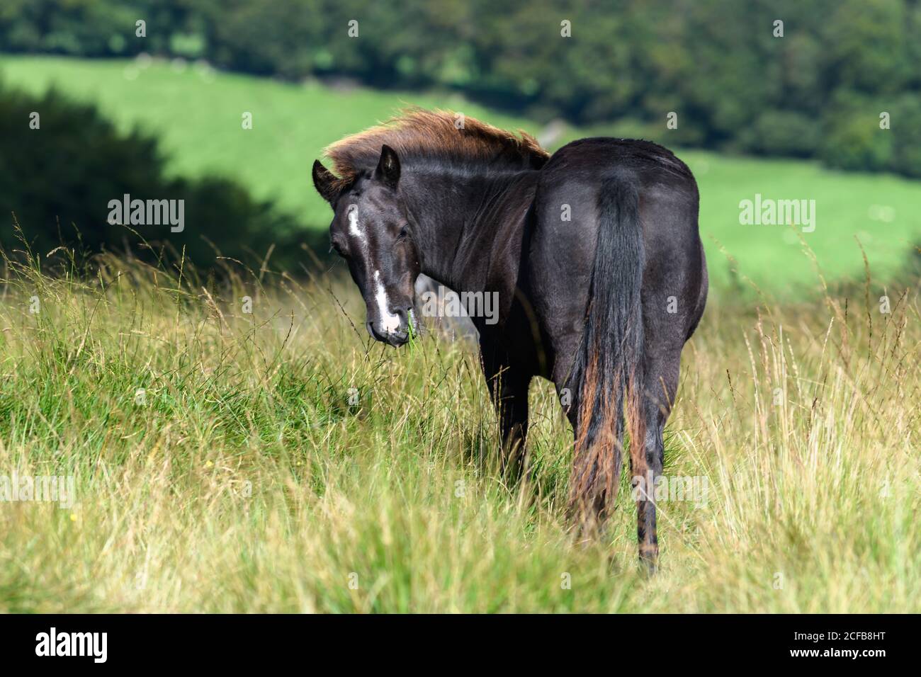 Poneys sauvages dans le parc national de Dartmoor Banque D'Images