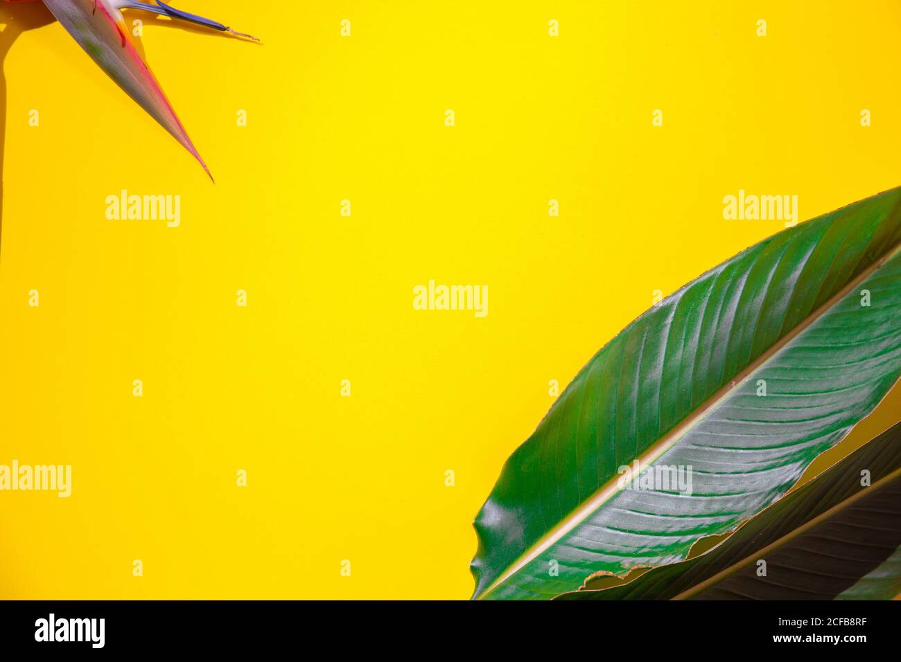 Fond botanique tropical. Plantes tropicales sur fond jaune. flat lay Banque D'Images