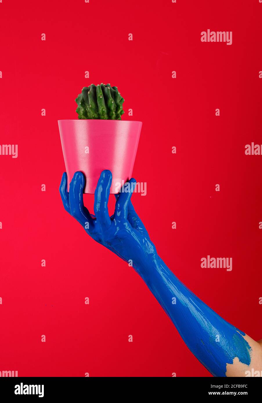 personne sans visage avec main peinte en bleu démontrant pot de fleurs avec vert cactus pickly en studio sur fond rouge Banque D'Images