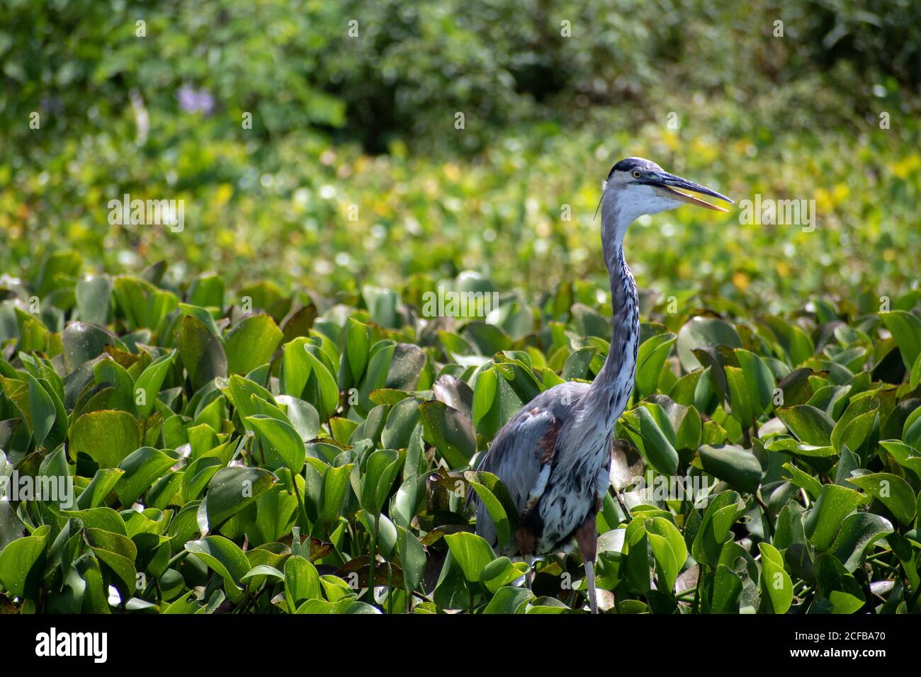 Un grand héron bleu se trouve sur une île flottante, près du lavabo d'Alachua. Banque D'Images