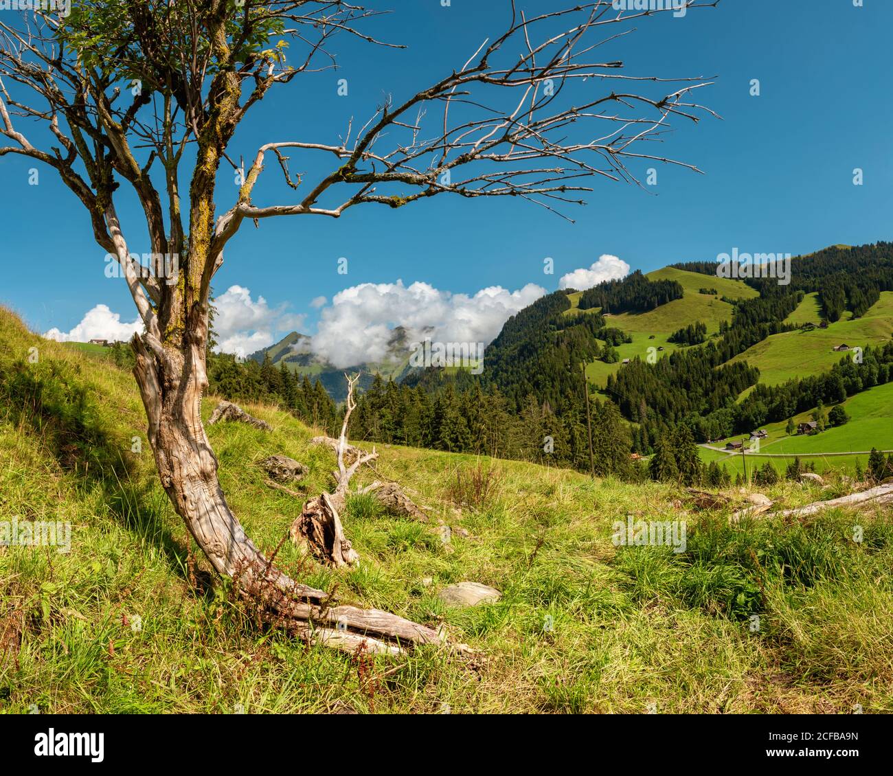 Massif de Gruyere et un arbre, Suisse Banque D'Images