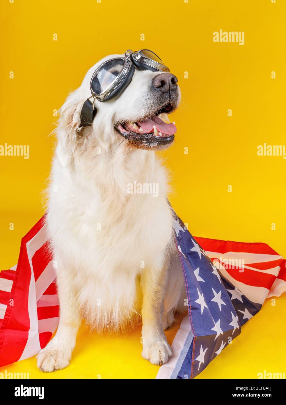Drapeau américain sur un chien blanc moelleux avec des yeux doux sous lunettes Banque D'Images