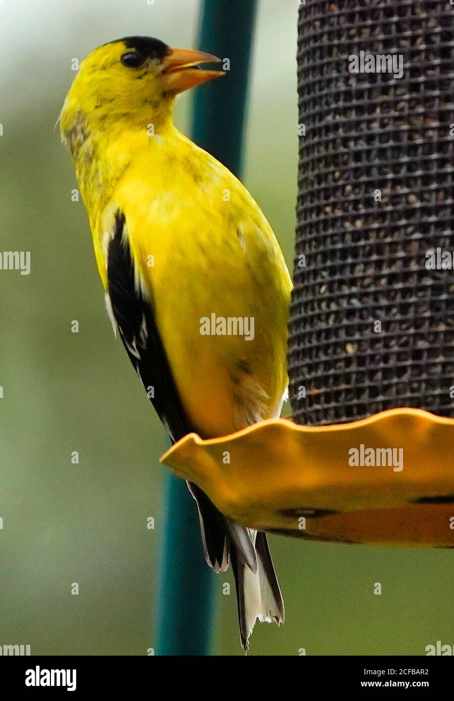 Jaune vif Finch sur un chargeur Nyjer. Banque D'Images