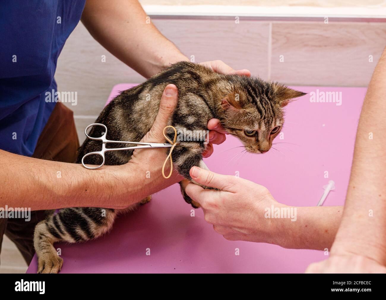 Par dessus les médecins vétérinaires non reconnaissables effectuant des procédures médicales avec chat sur table en clinique vétérinaire Banque D'Images