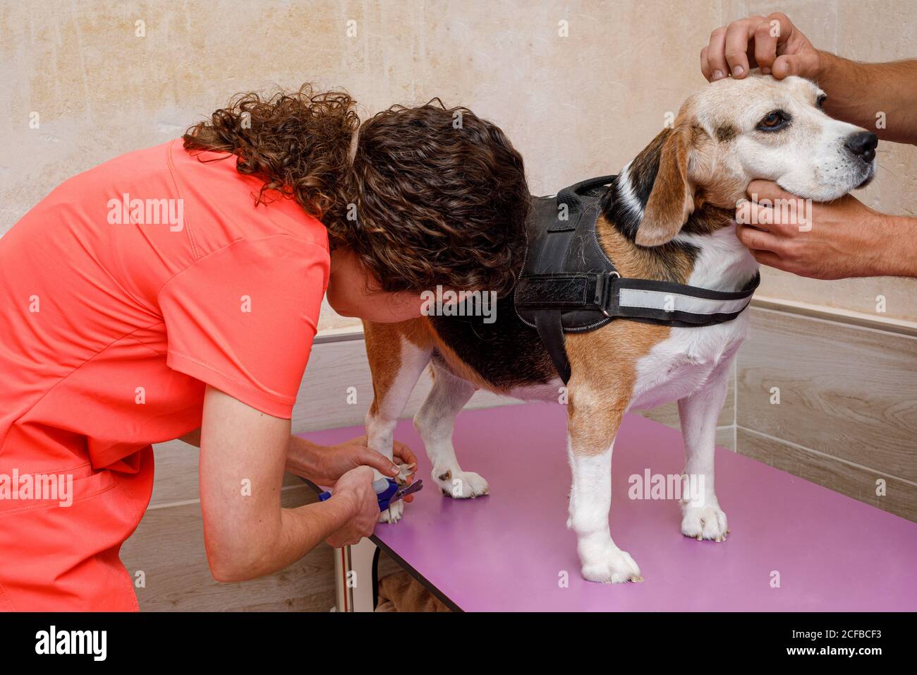 Crop anonyme femelle vétérinaire en orange uniforme couper les ongles à grand chien calme dans la clinique vétérinaire Banque D'Images